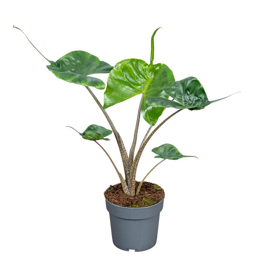 Alocasia Stingray 50cm 14cm Pot