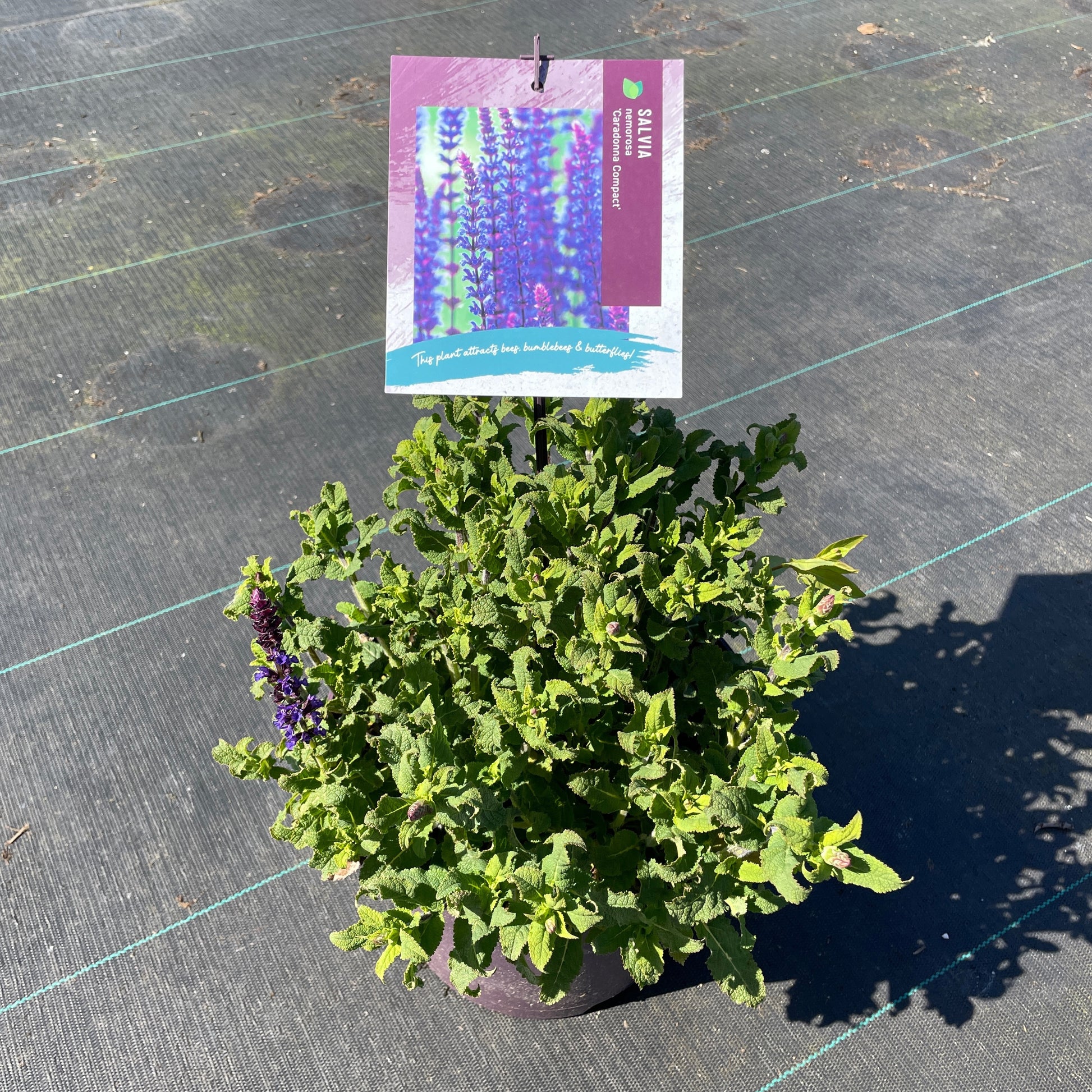 Salvia officinalis 25cm 23cm Pot