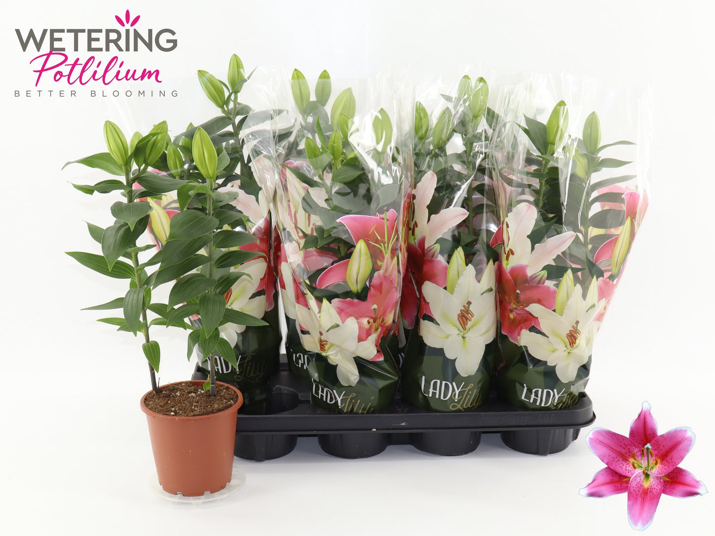 Lilium Sunny Robyn 40cm 13cm Pot