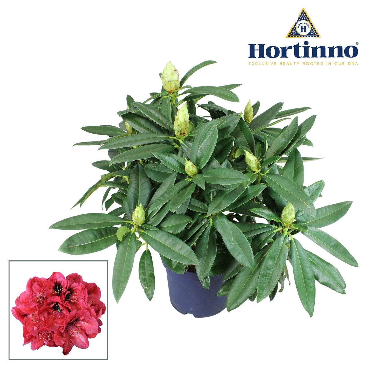 Rhododendron Hortinno Garden Red Devil 65cm 23cm Pot