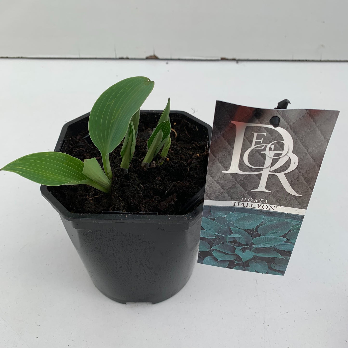Hosta tardiana Halcyon 30cm 17cm Pot