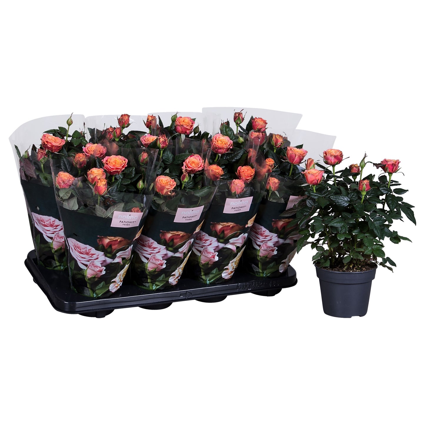 Rose Patiohit orange 36cm 13cm Pot