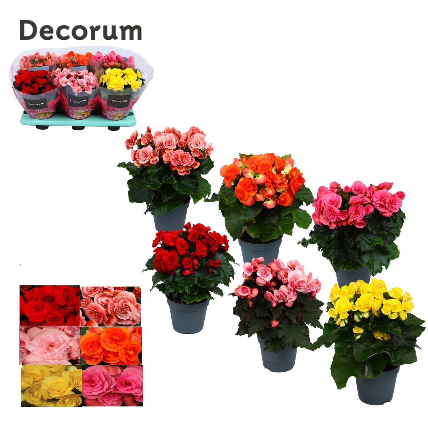 Begonia elatior  mix 32cm 14cm Pot