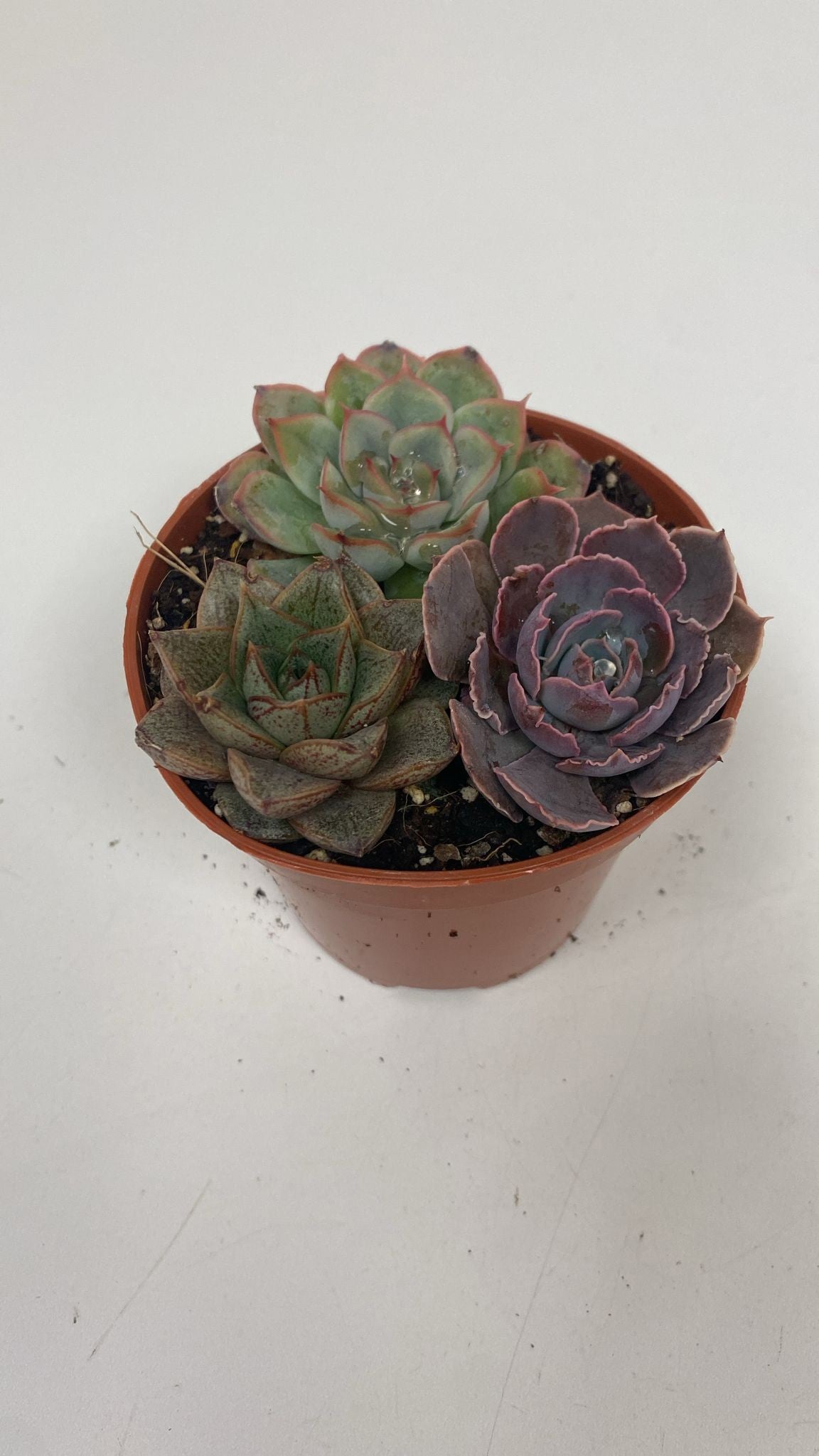 Echeveria trio 10cm Special Pot (508)
