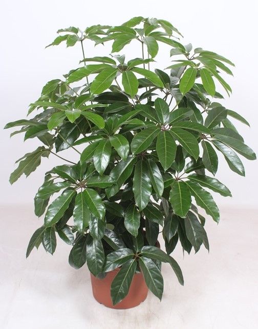 Schefflera act. Amate 130cm 40cm Pot