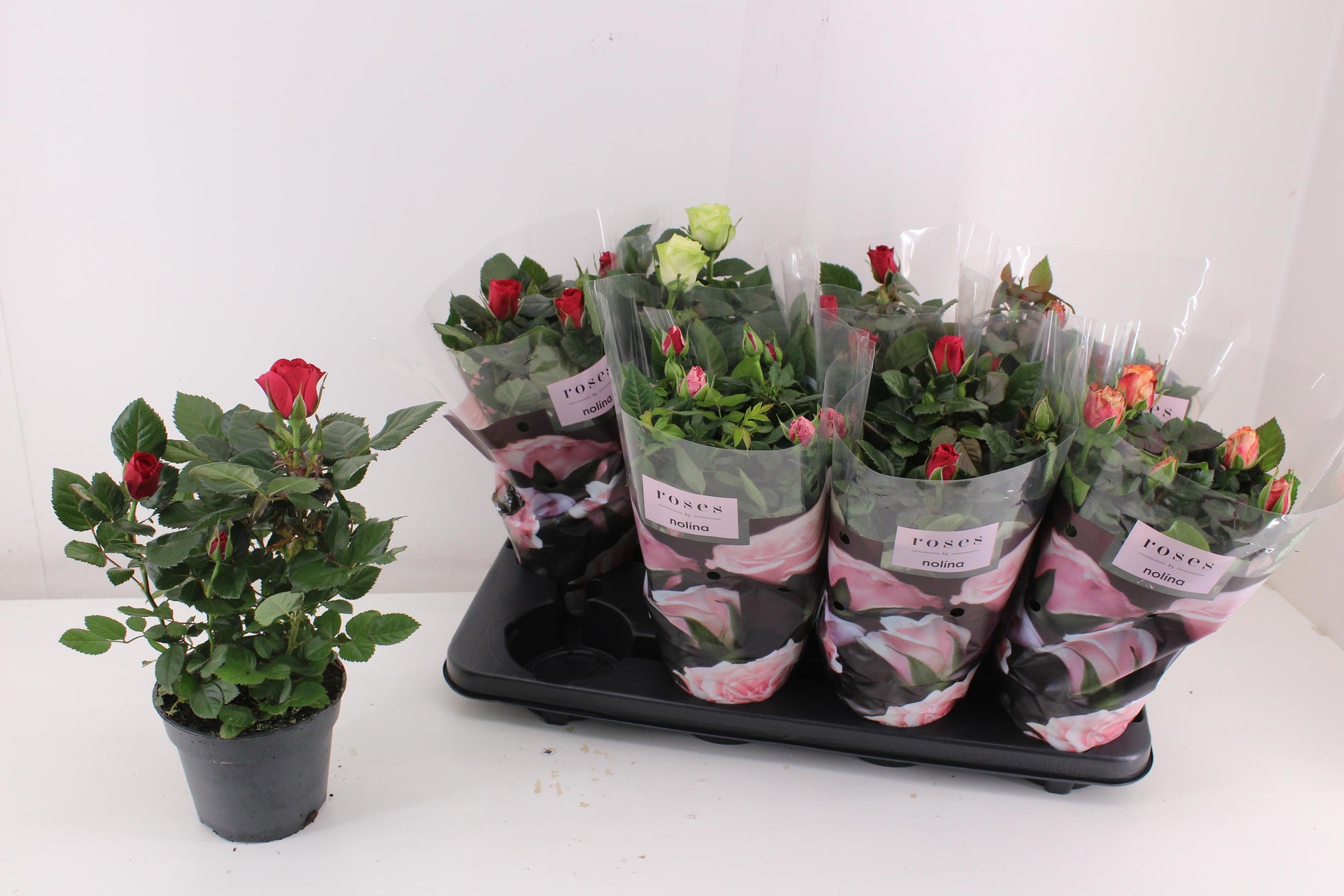 Rosa Patiohit mix 33cm 13cm Pot