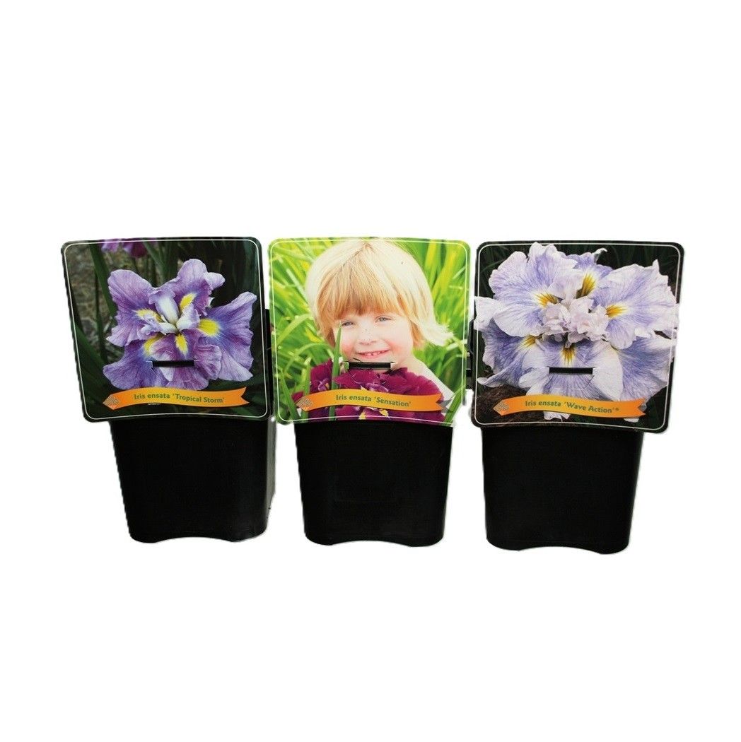 Iris ensata mix 35cm 21cm Pot