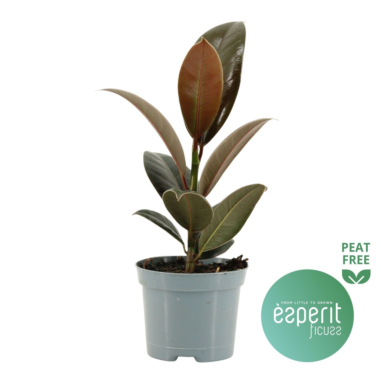 Ficus el. Melany 20cm Special Pot (508)