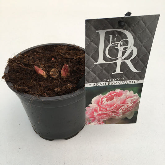 Paeonia lact. Sarah Bernhardt 5cm 12cm Pot