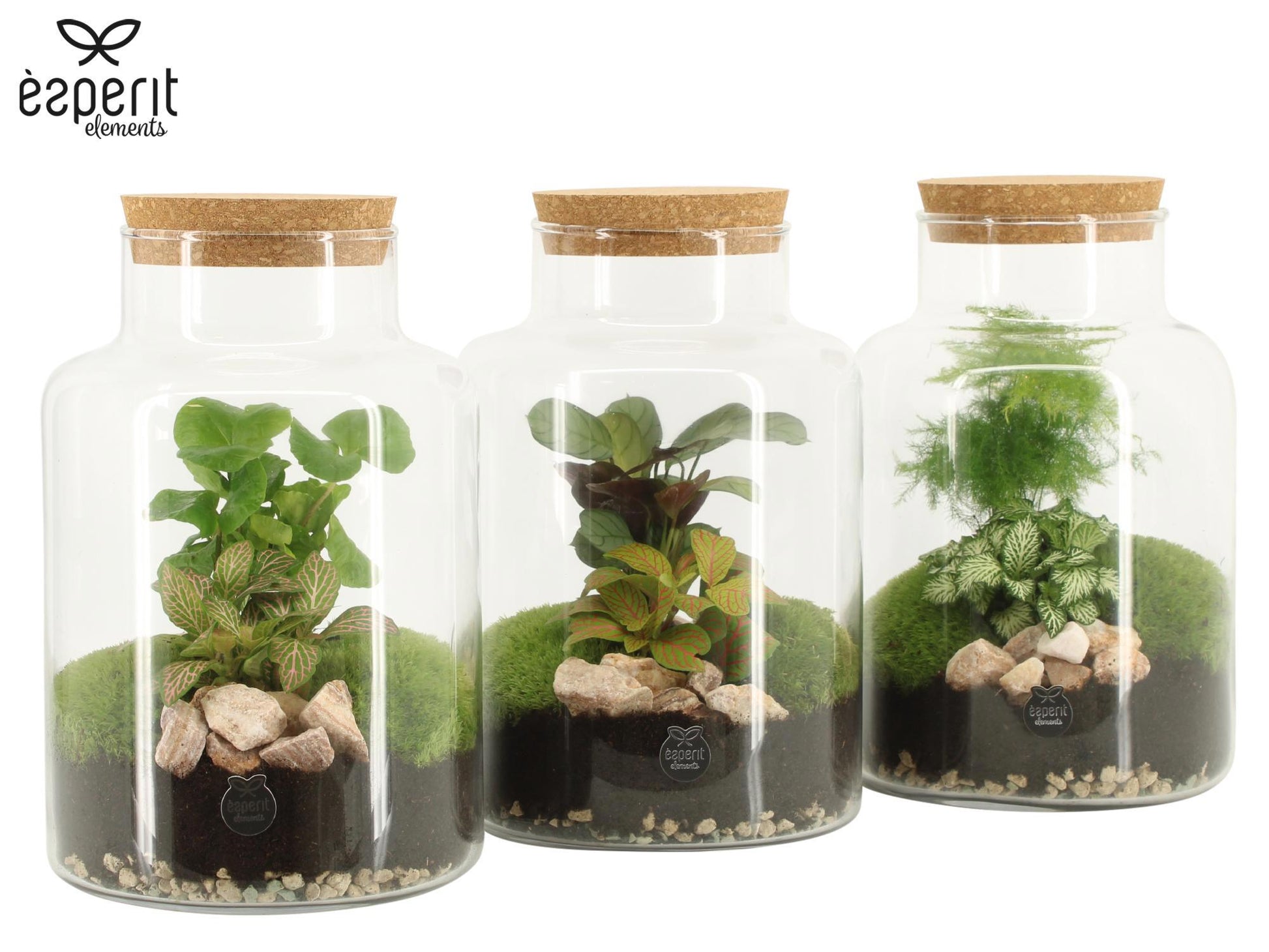 Glass Terrarium mix 25cm 17cm Pot