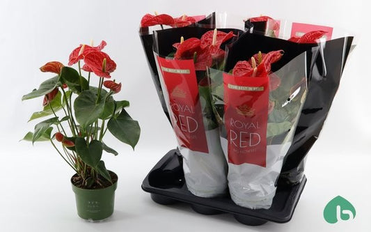 Anthurium Madural 60cm 17cm Pot