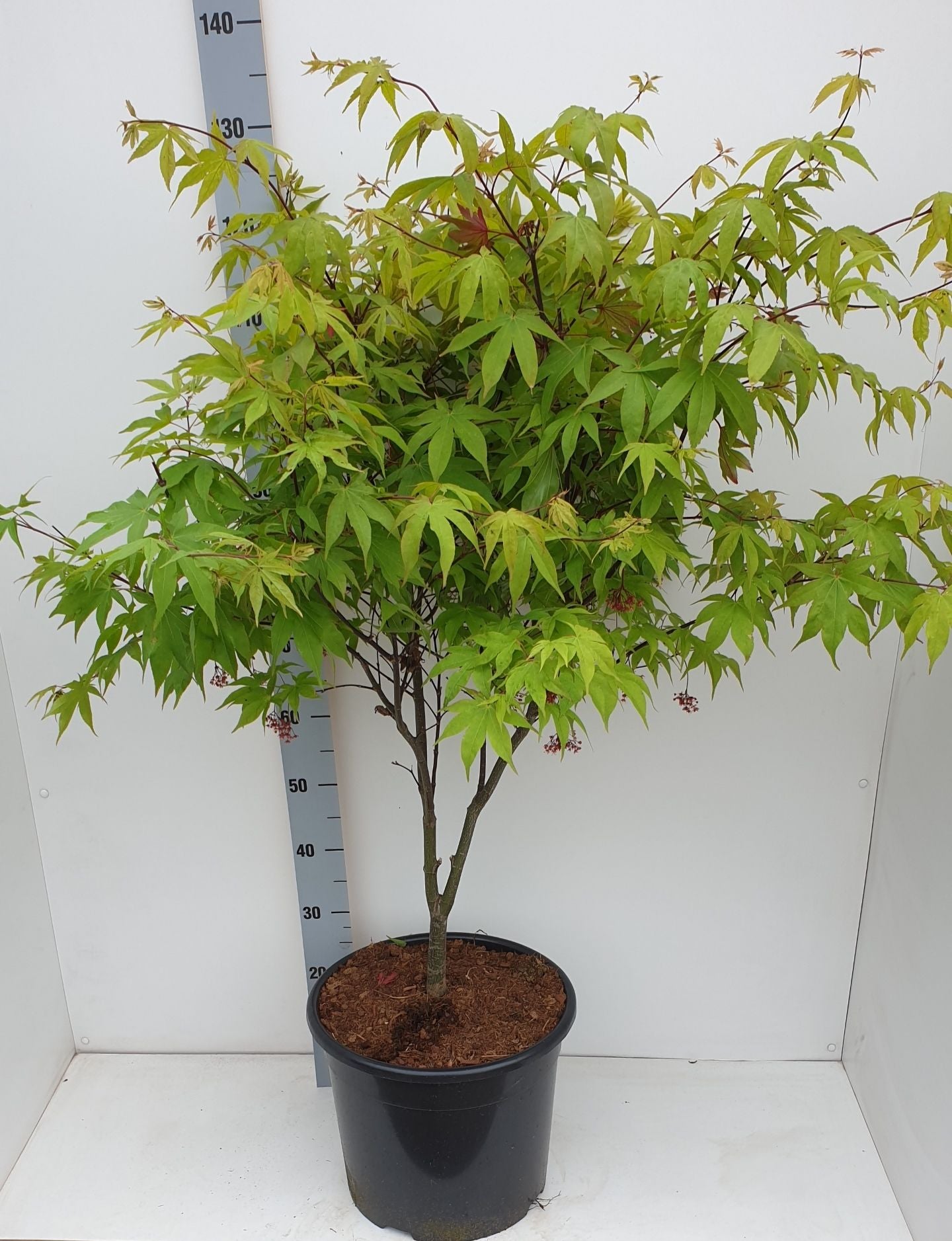 Acer palm. Osakazuki 130cm 36cm Pot