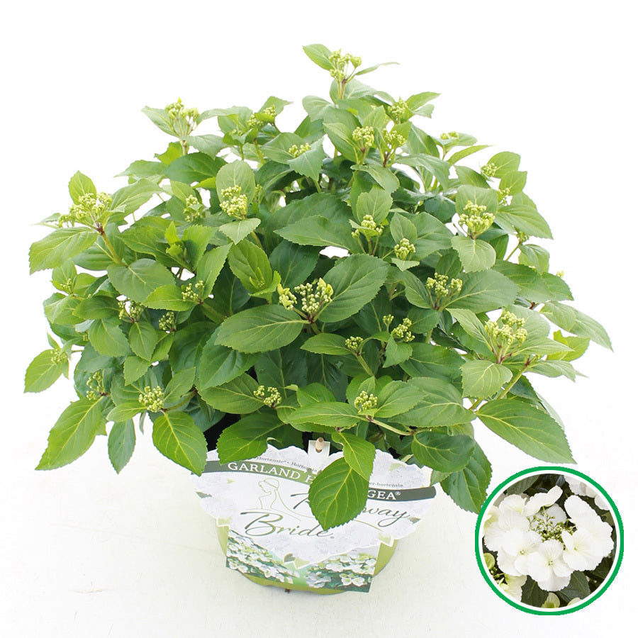 Hydrangea macrophylla mix 35cm 20cm Pot