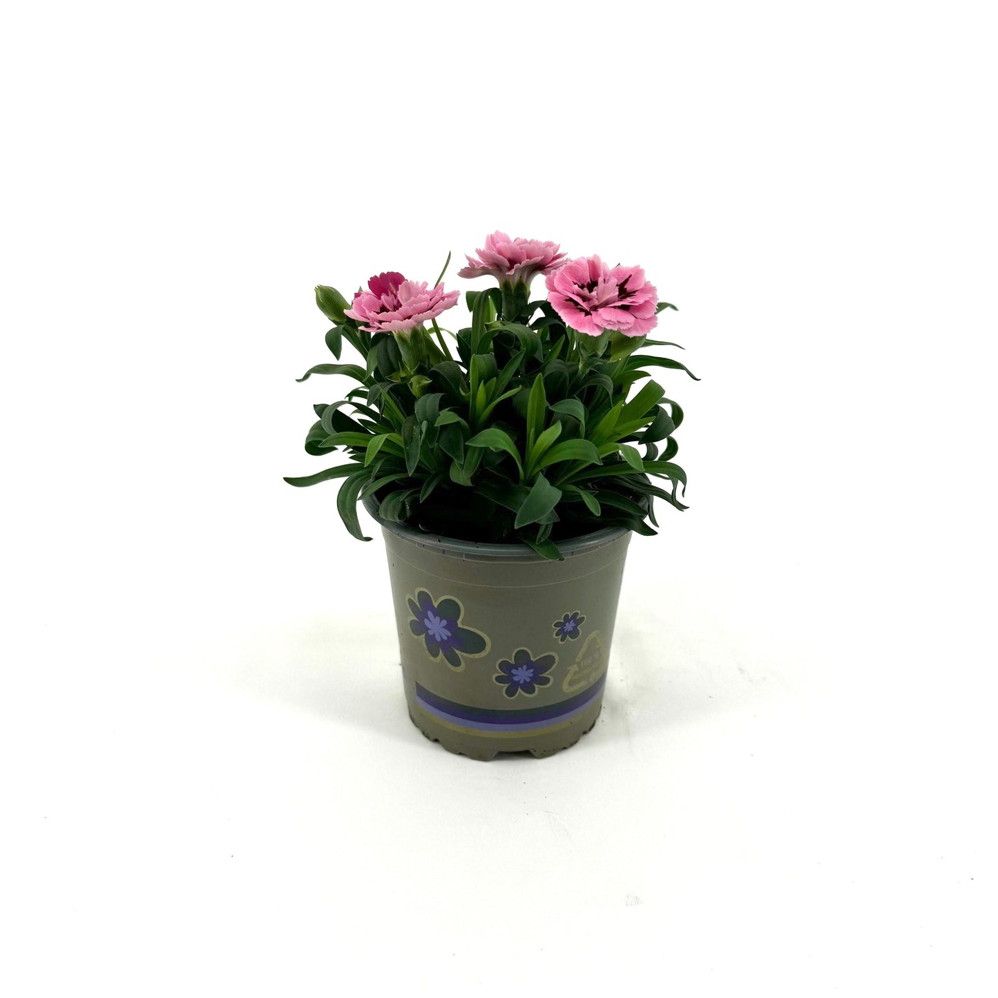 Dianthus Oscar Pink and Purple 22cm 11cm Pot