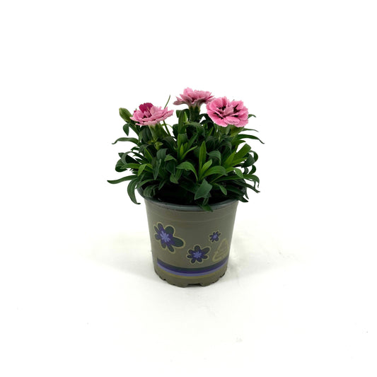 Dianthus Oscar Pink and Purple 22cm 11cm Pot