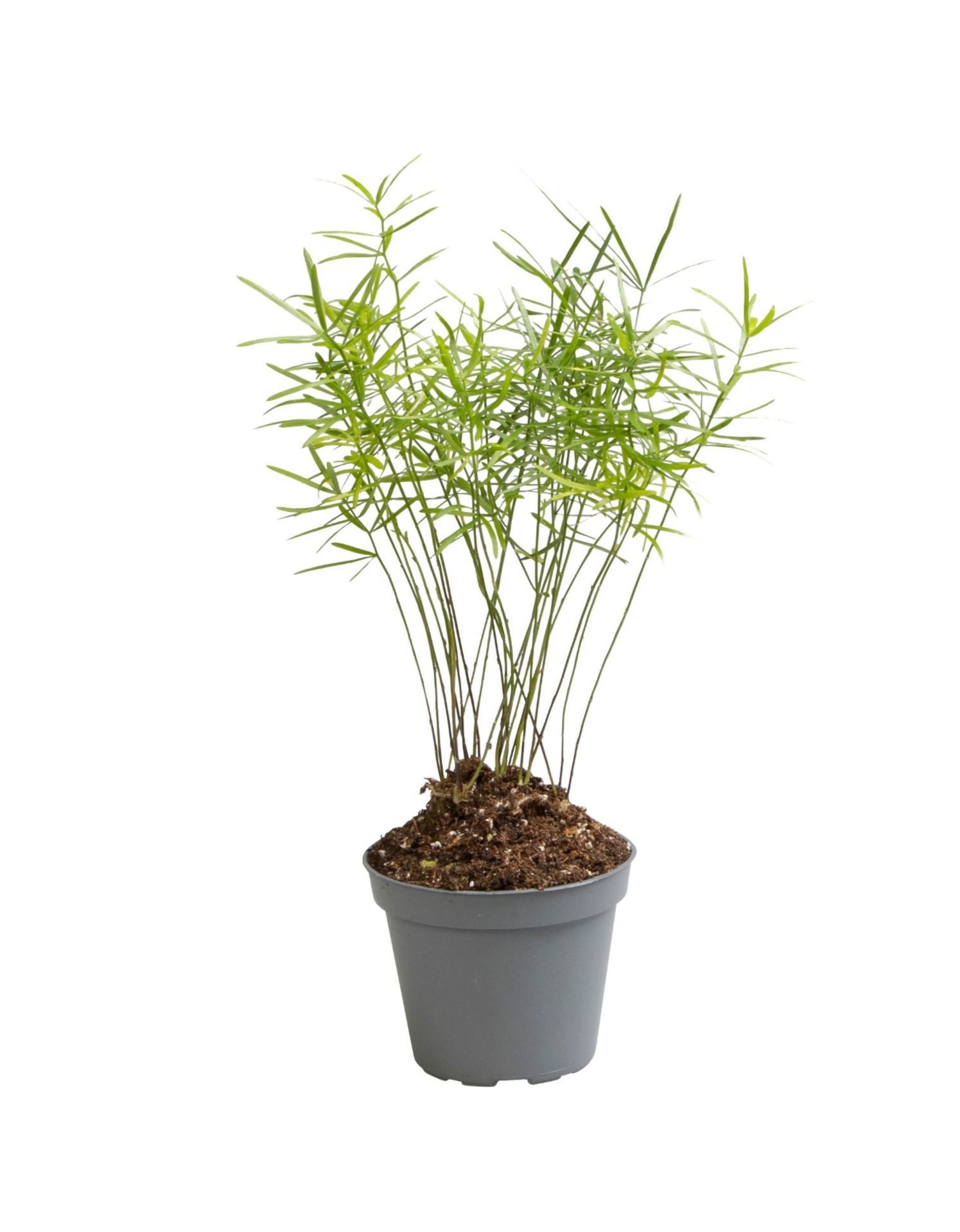 Asparagus Sprengeri 15cm 6cm Pot