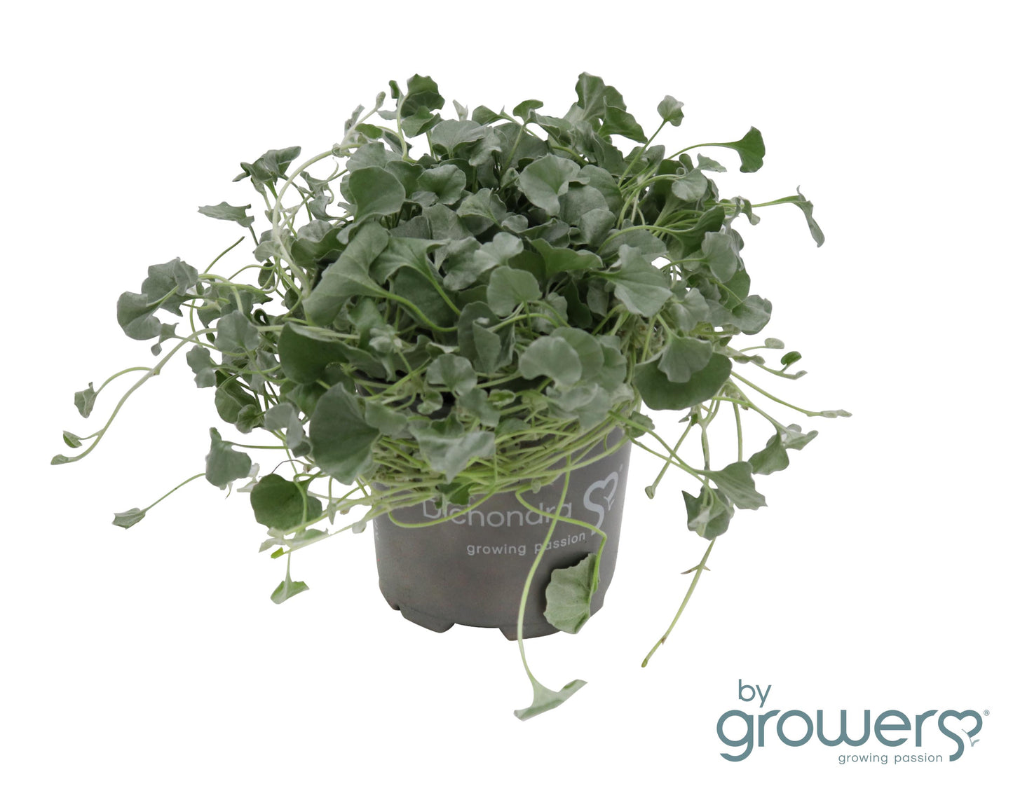 Dichondra arg. Silver Falls 5cm 510cm Pot