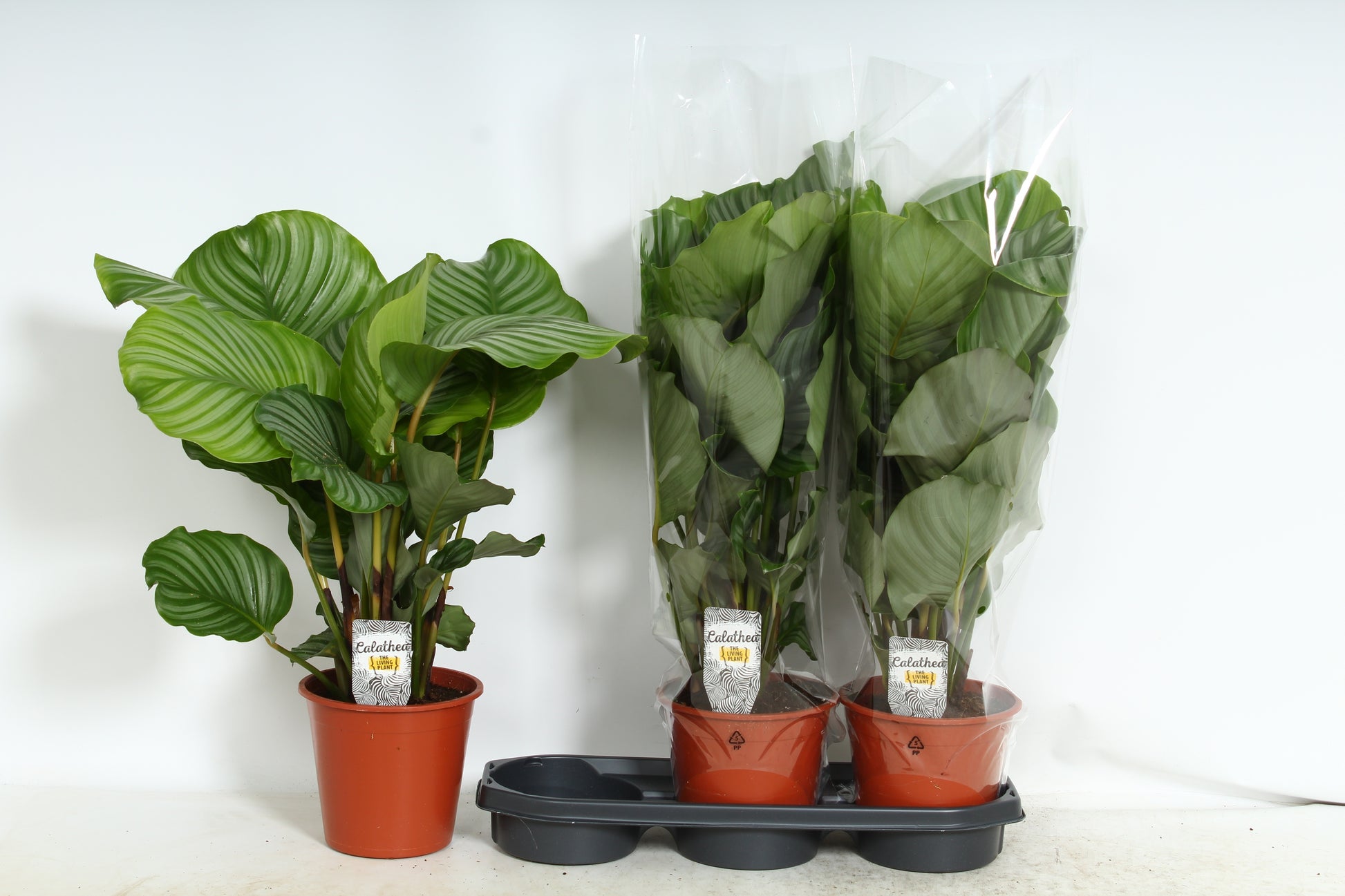 Calathea Orbifolia 60cm 19cm Pot