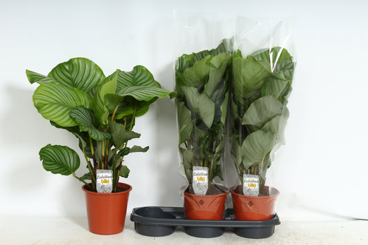 Calathea Orbifolia 60cm 19cm Pot