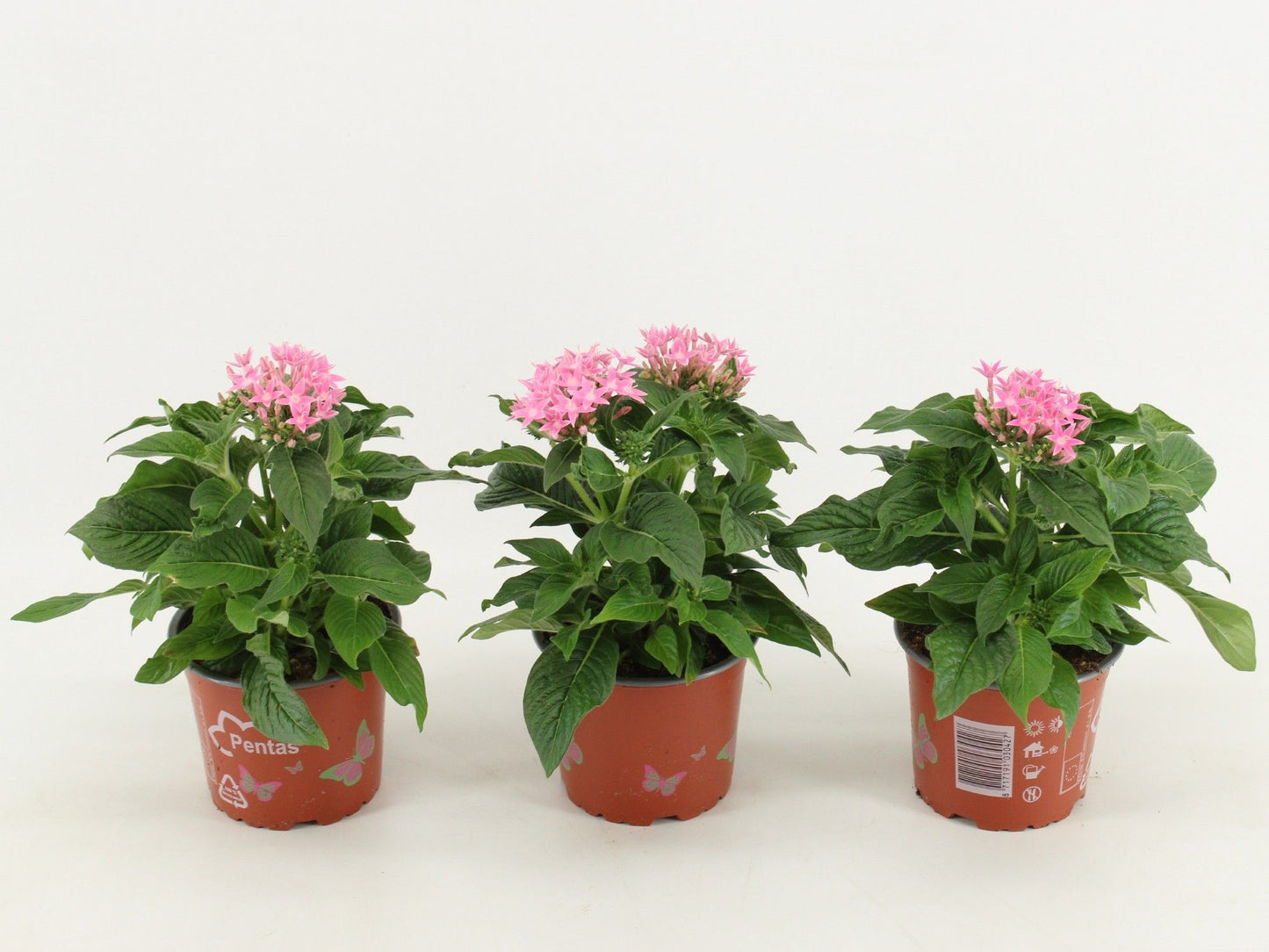 Pentas Graffiti Pink 30cm 12cm Pot
