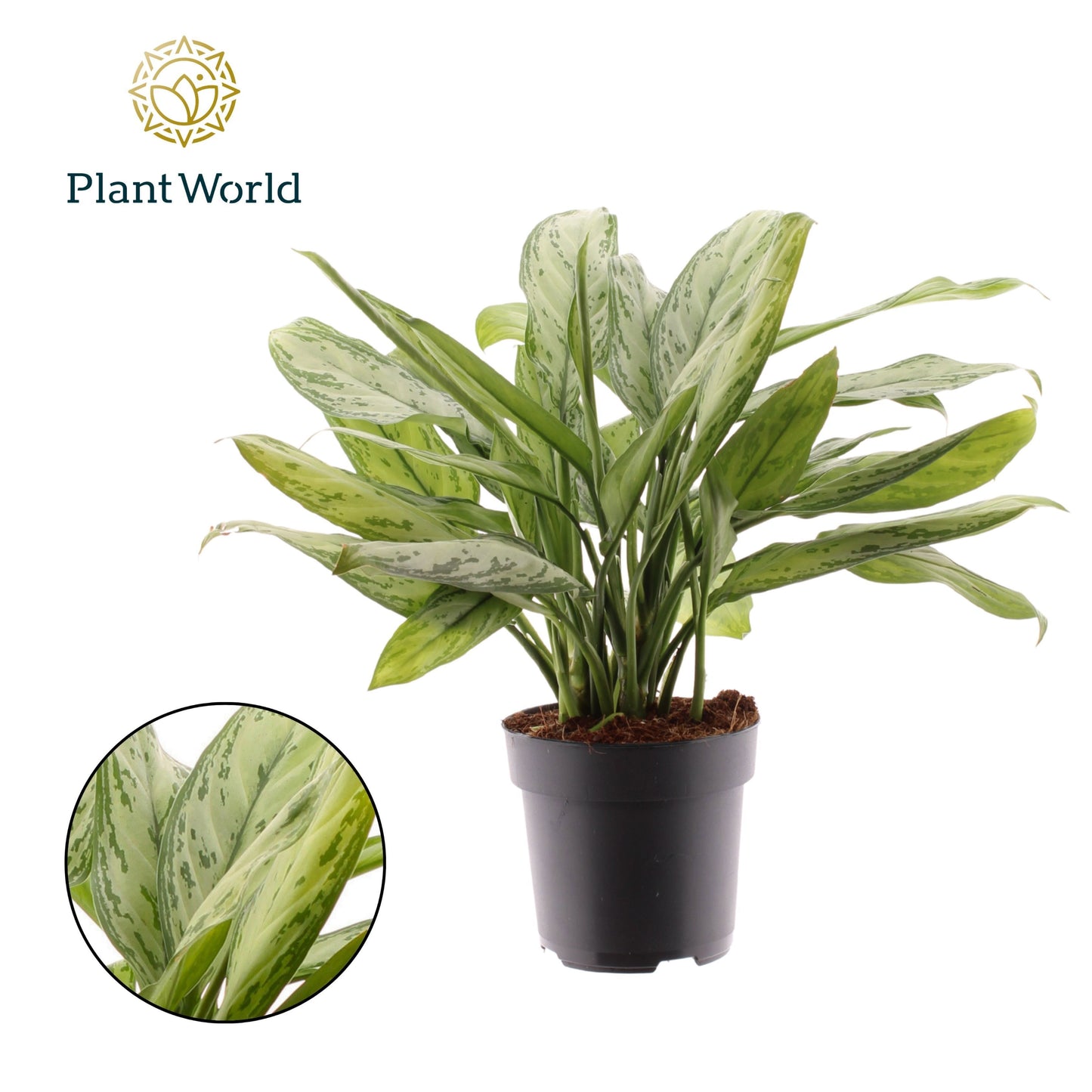Aglaonema Silver Queen 50cm 17cm Pot