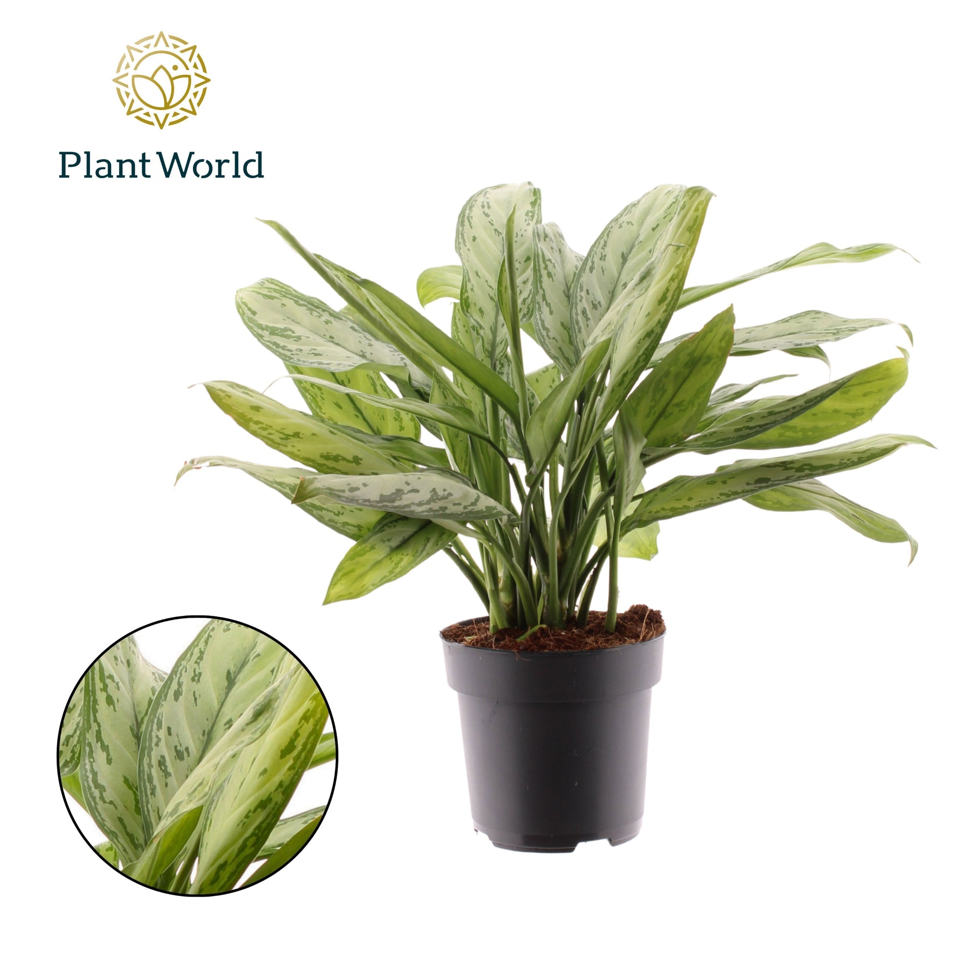 Aglaonema Silver Queen 50cm 17cm Pot