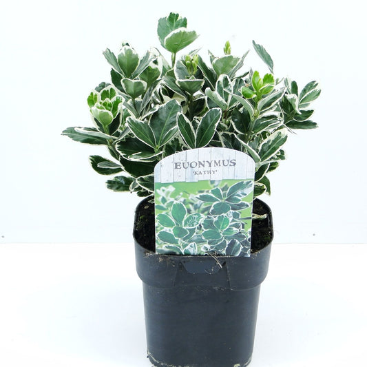 Euonymus Kathy 20cm 17cm Pot