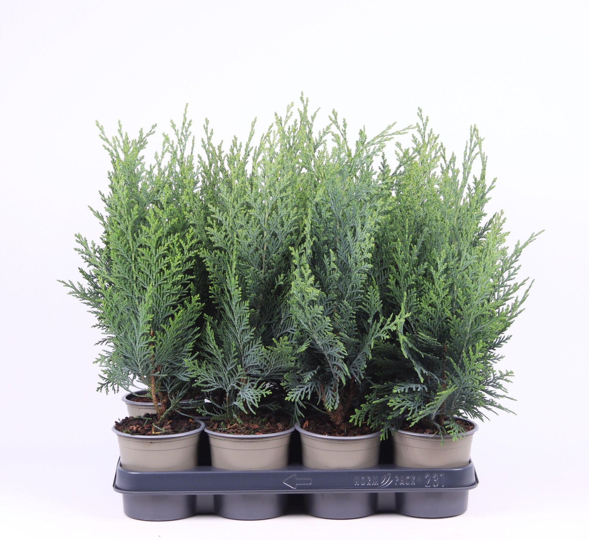 Chamaecyparis law. Columnaris 30cm 11cm Pot