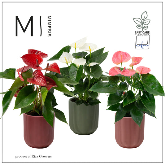 Anthurium  Mix (+ drp.Atlanta) 40cm 12cm Pot
