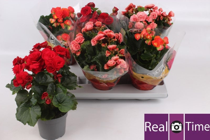 Begonia elatior  mix 30cm 13cm Pot