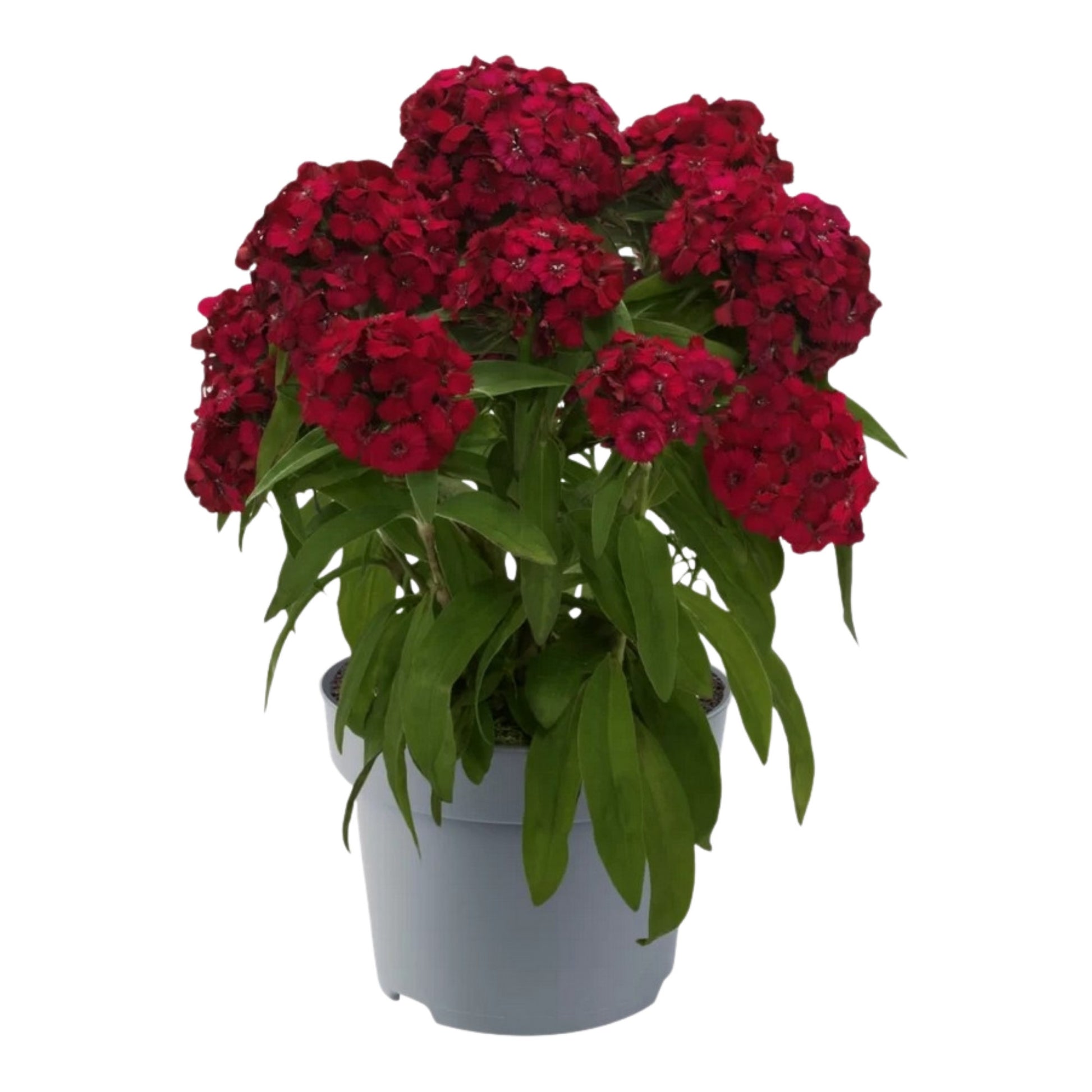 Dianthus bar. Dart Raspberry 35cm 17cm Pot