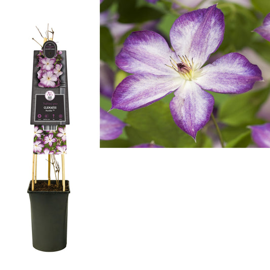 Clematis Pernille 75cm 17cm Pot
