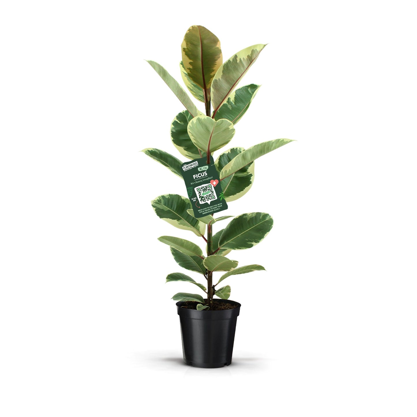 Ficus el. Tineke 90cm 21cm Pot
