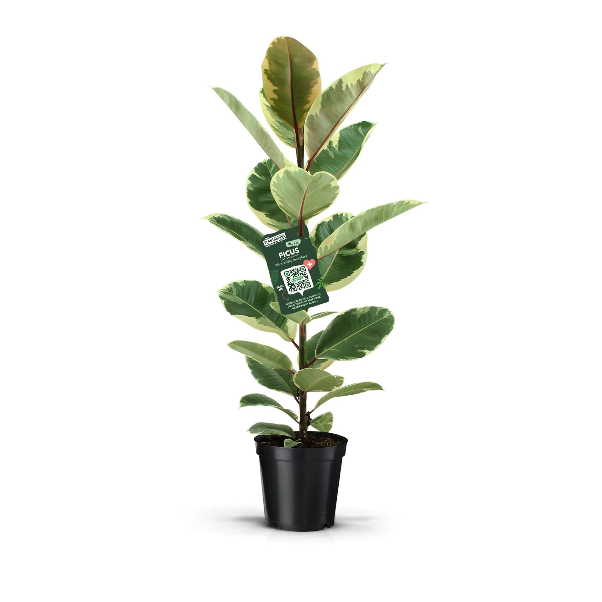 Ficus el. Tineke 90cm 21cm Pot