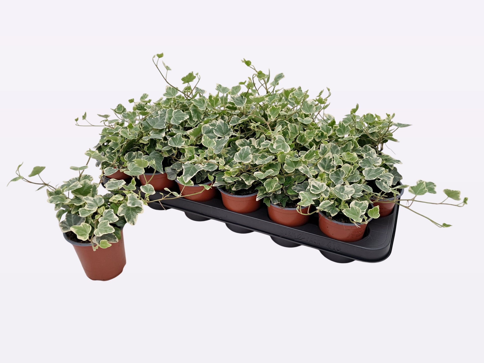 Hedera White Wonder 9cm Pot