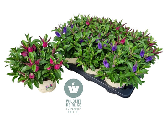Hebe franciscana mix 30cm 15cm Pot