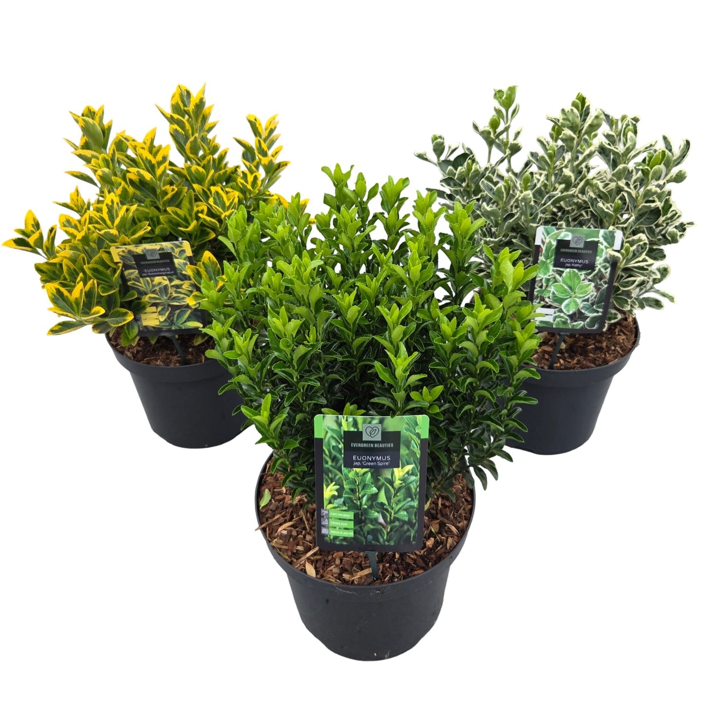 Euonymus japonicus mix 60cm 26cm Pot