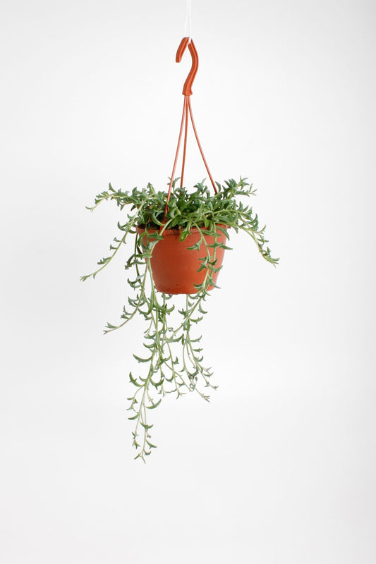 Senecio per. Dolphins 15cm 12cm Pot
