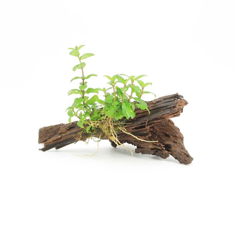 Hygrophila polysperma 10cm 2cm Pot