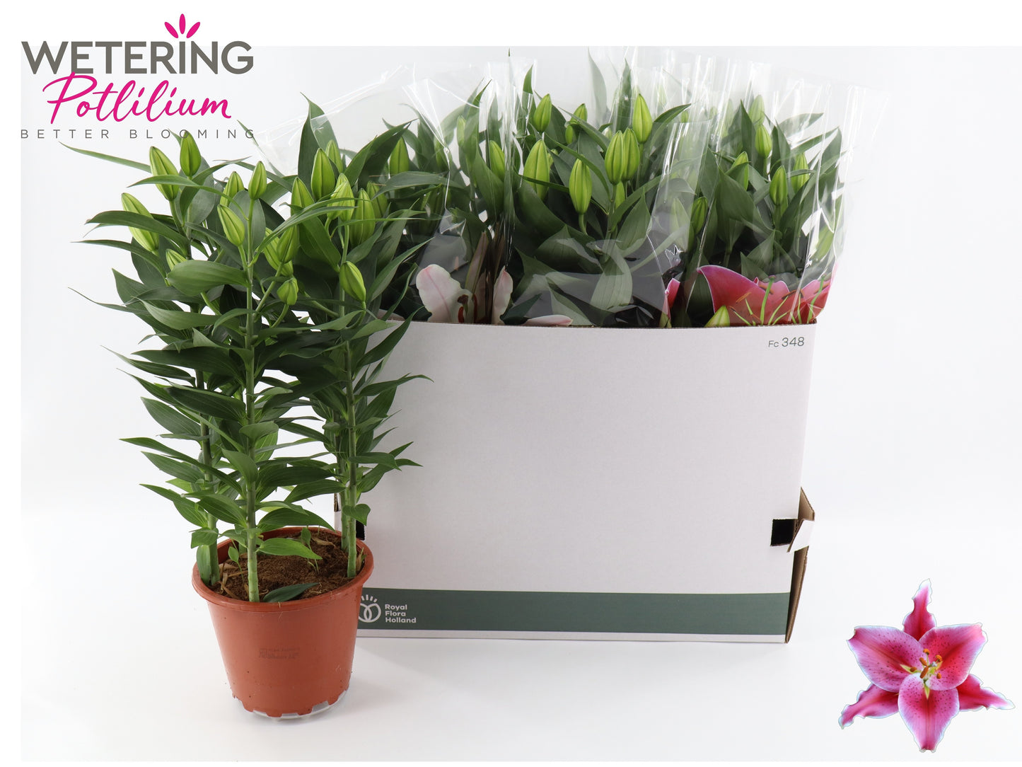 Lilium or. After Eight 57cm 19cm Pot