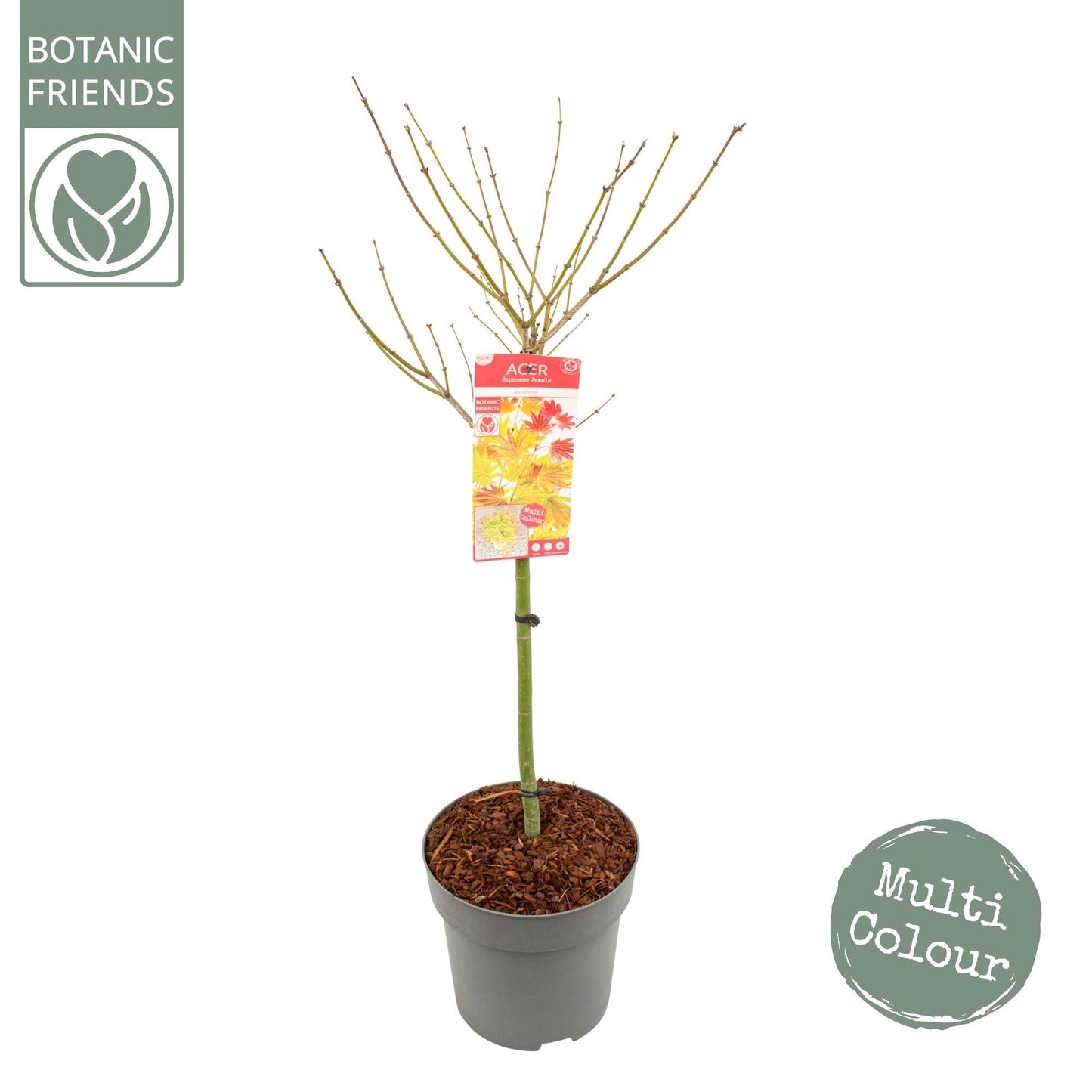 Acer Moonrise 120cm 29cm Pot
