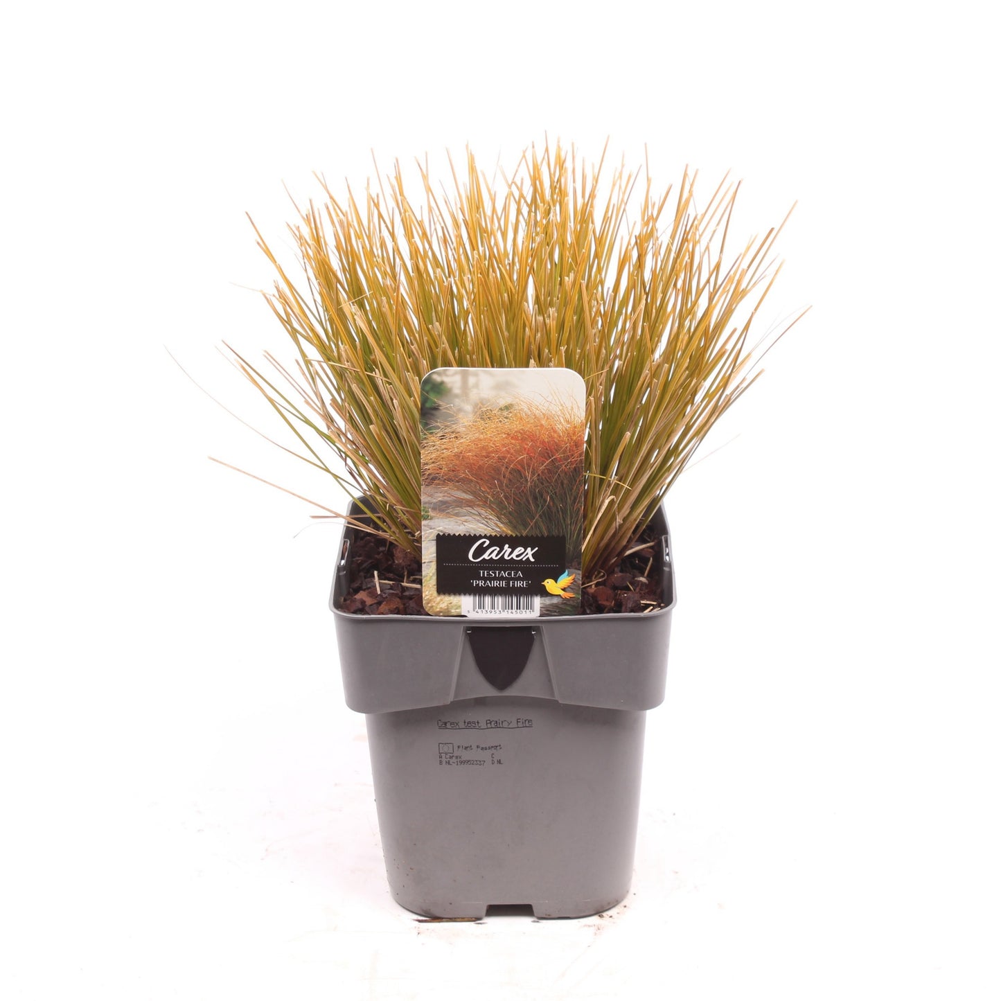 Carex tes. Prairie Fire Color Grass 35cm 17cm Pot