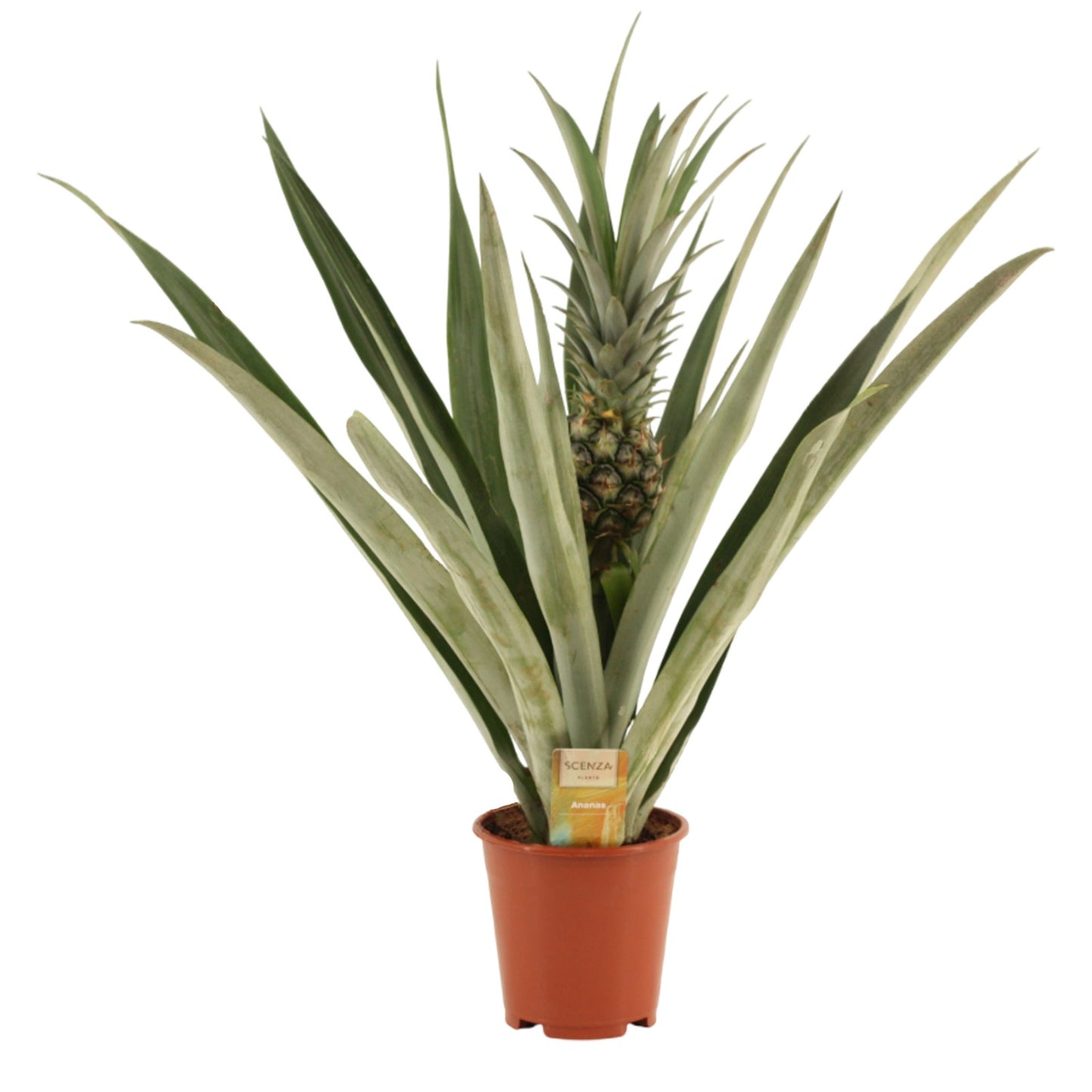 Ananas Champaca (Pineapple) 55cm 14cm Pot