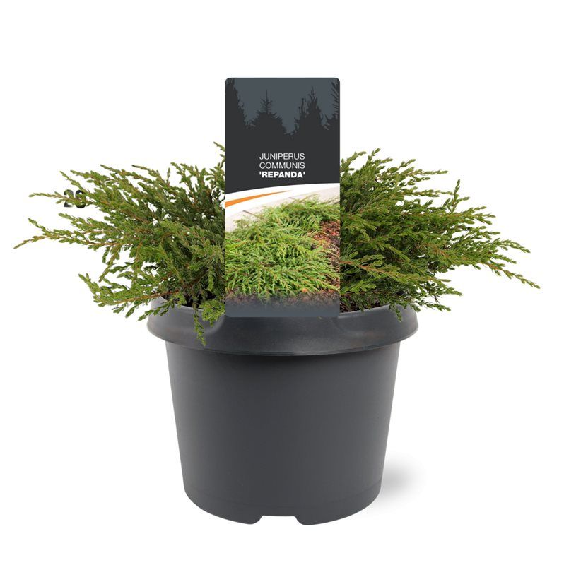 Juniperus com. Repanda 25cm 19cm Pot