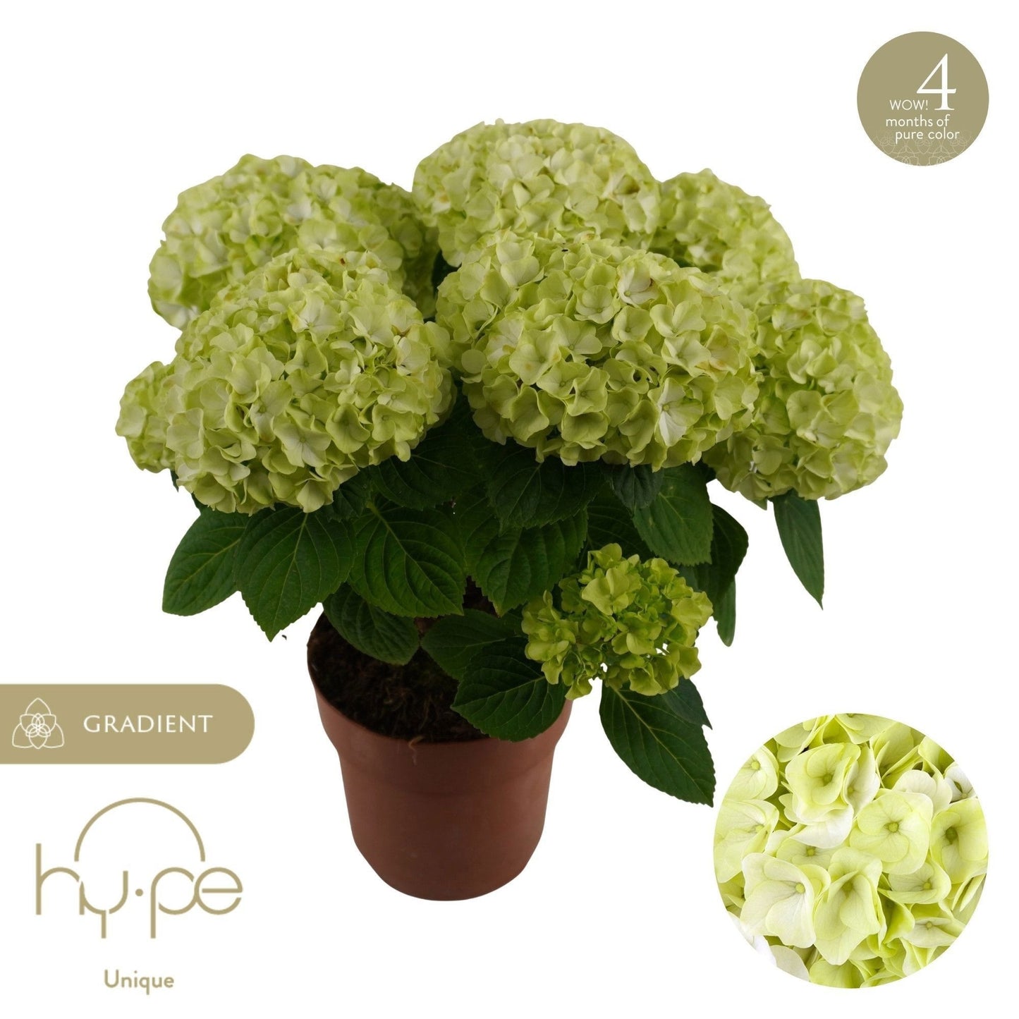 Hydrangea macr. Hi Hailstone 40cm 14cm Pot