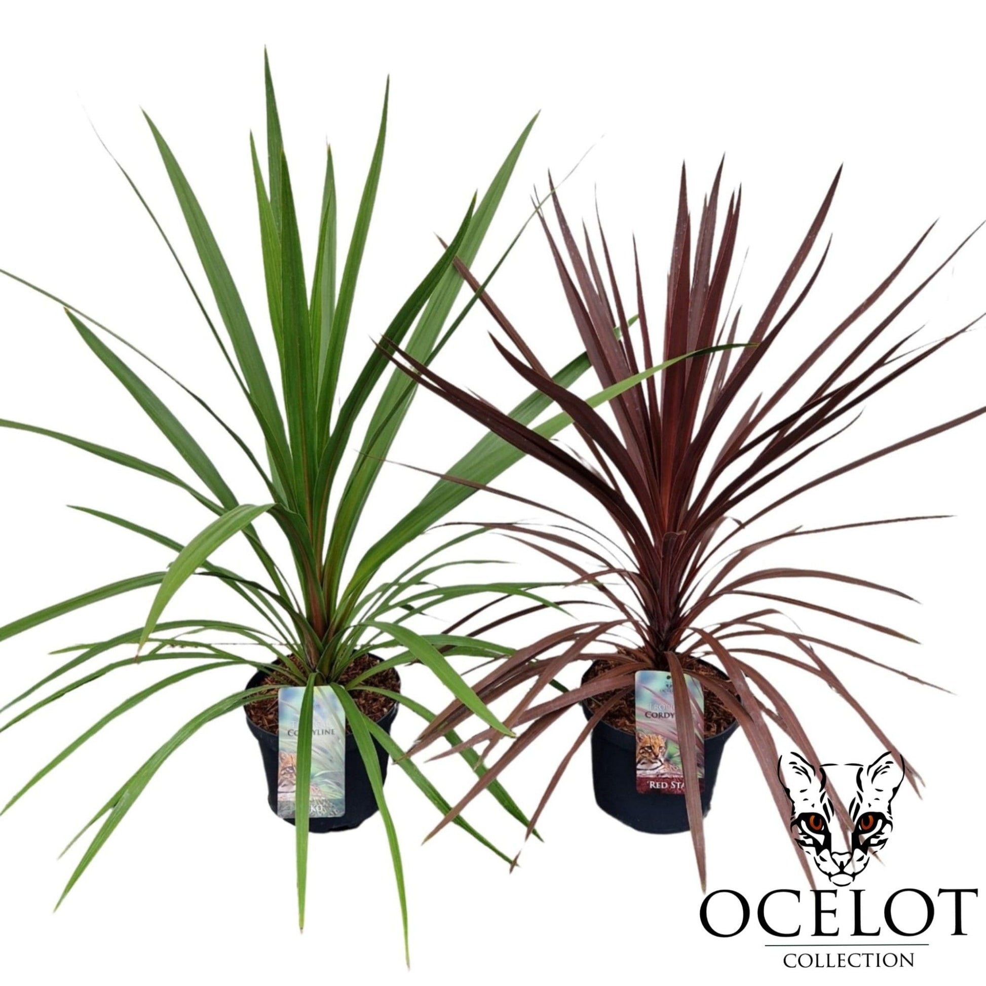 Cordyline australis Basic mix 80cm 26cm Pot