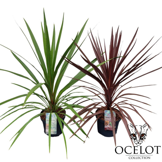 Cordyline australis Basic mix 80cm 26cm Pot