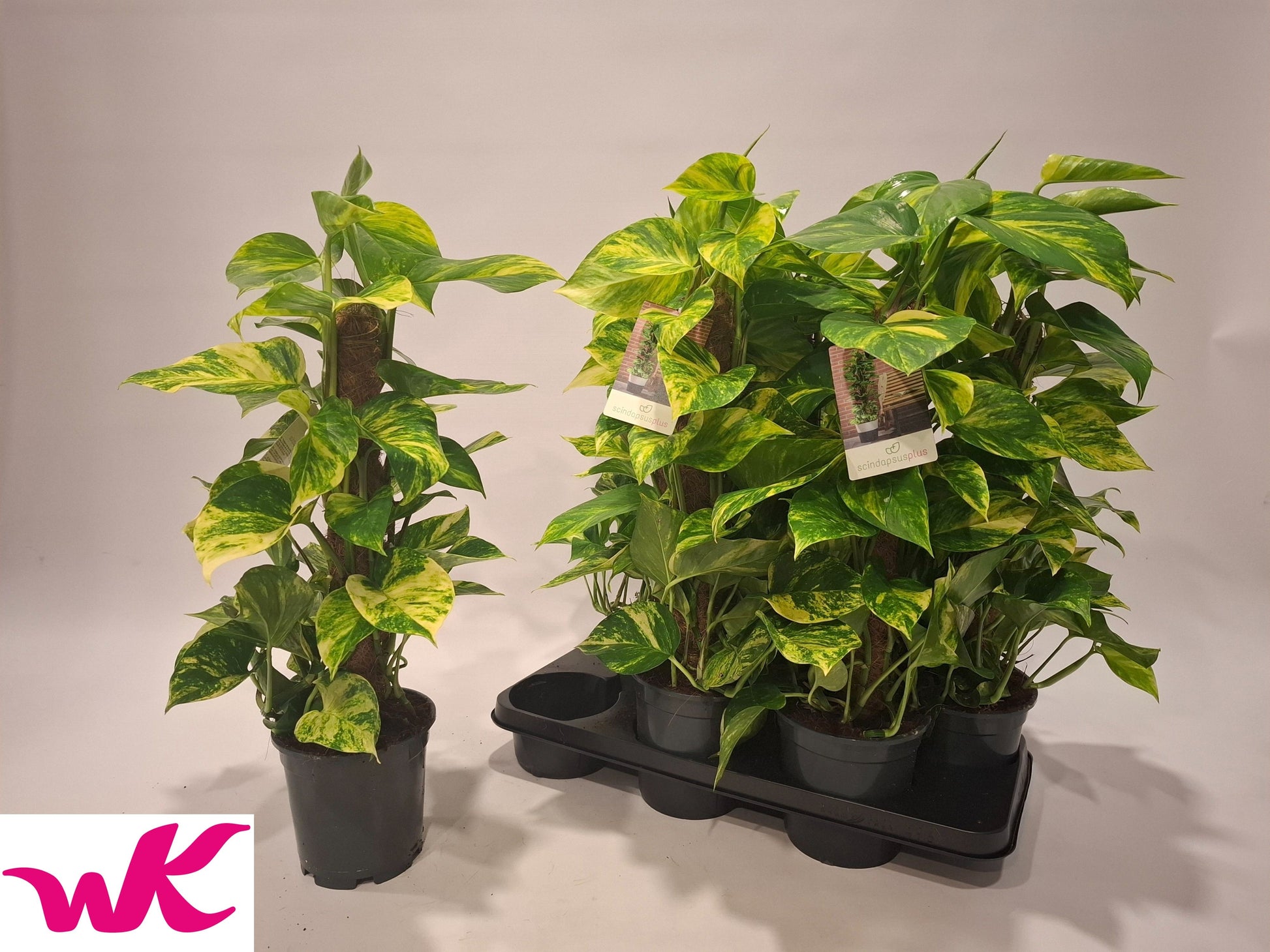 Epipremnum pinatum mosspole 65cm 15cm Pot