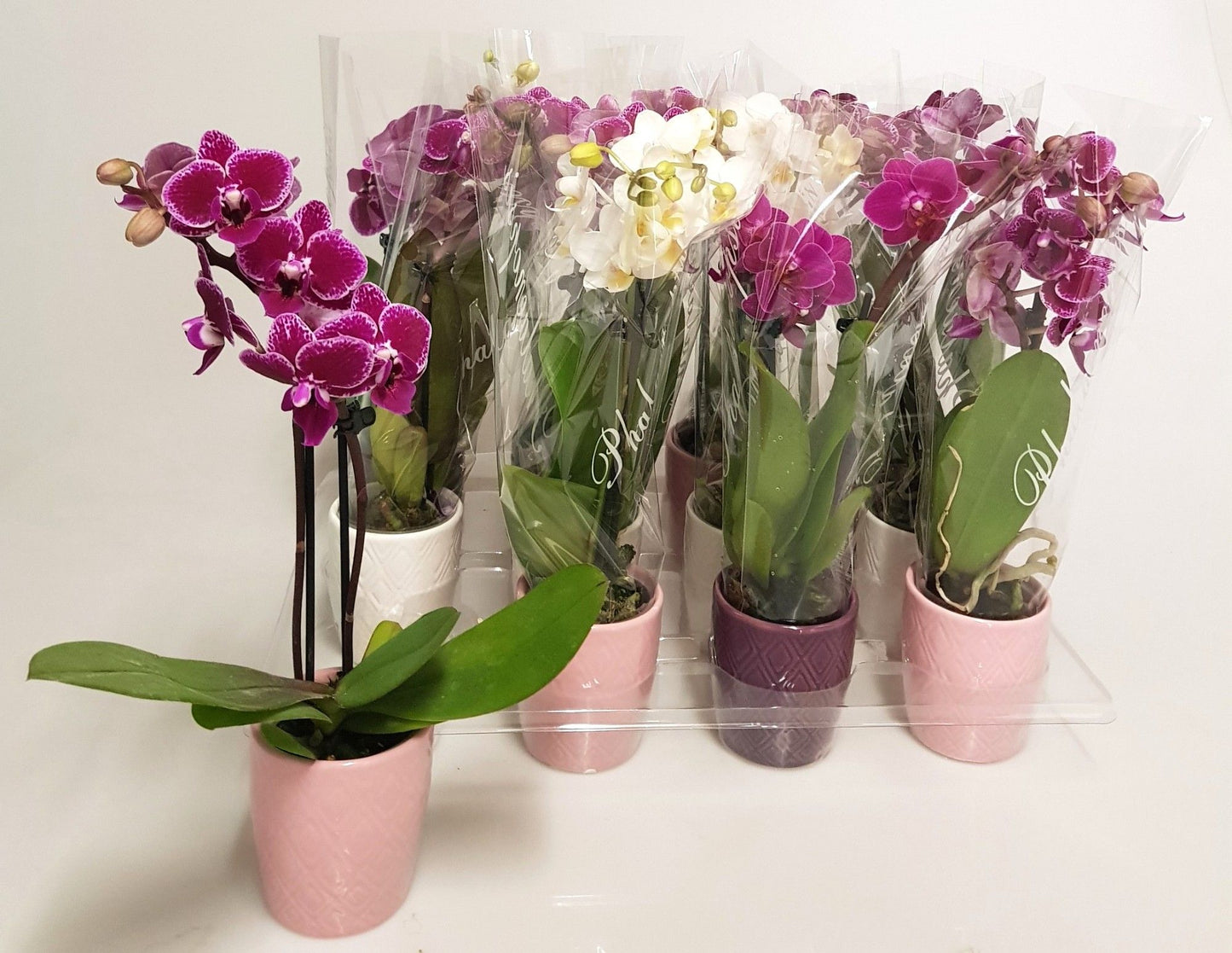 Phalaenopsis hybrid 20cm 6cm Pot