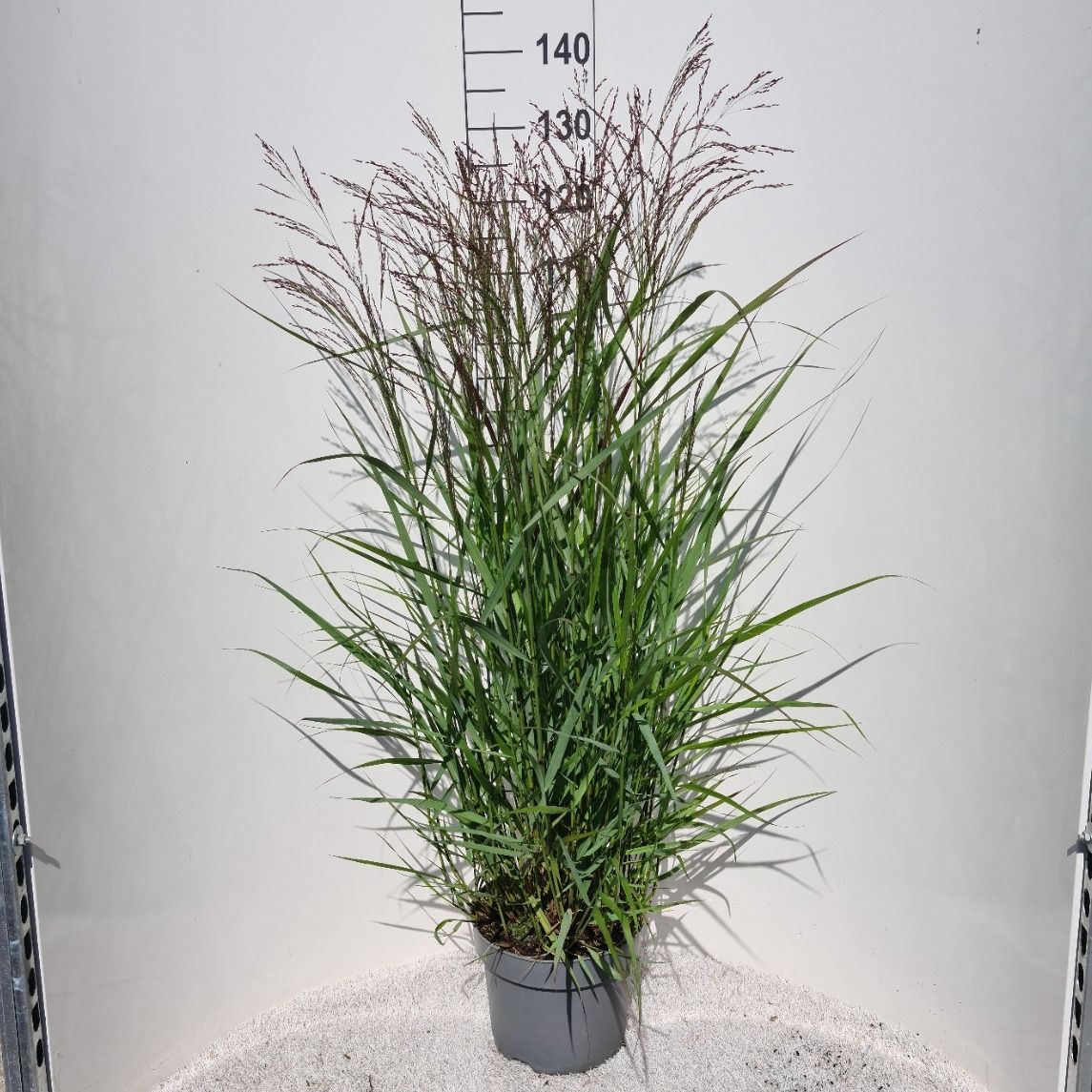 Panicum vir. Squaw 50cm 26cm Pot